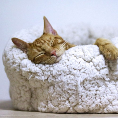 Cat Beds & Furniture