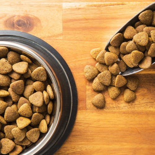 Dog Food & Bowls